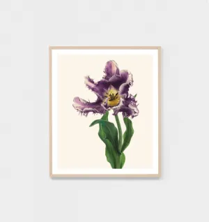 BLUME 2 - FRAMED PRINT