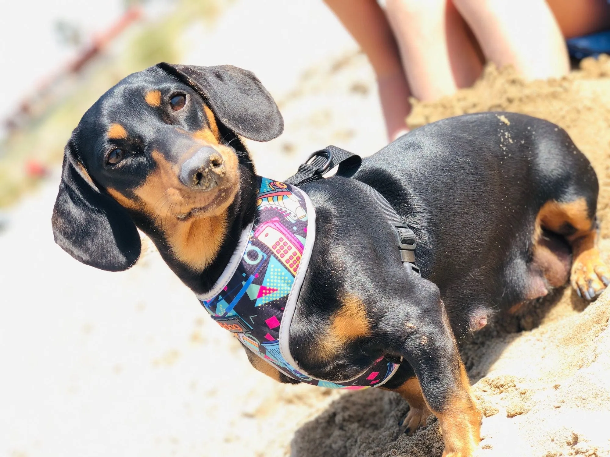 Colorful Dachshund Harness