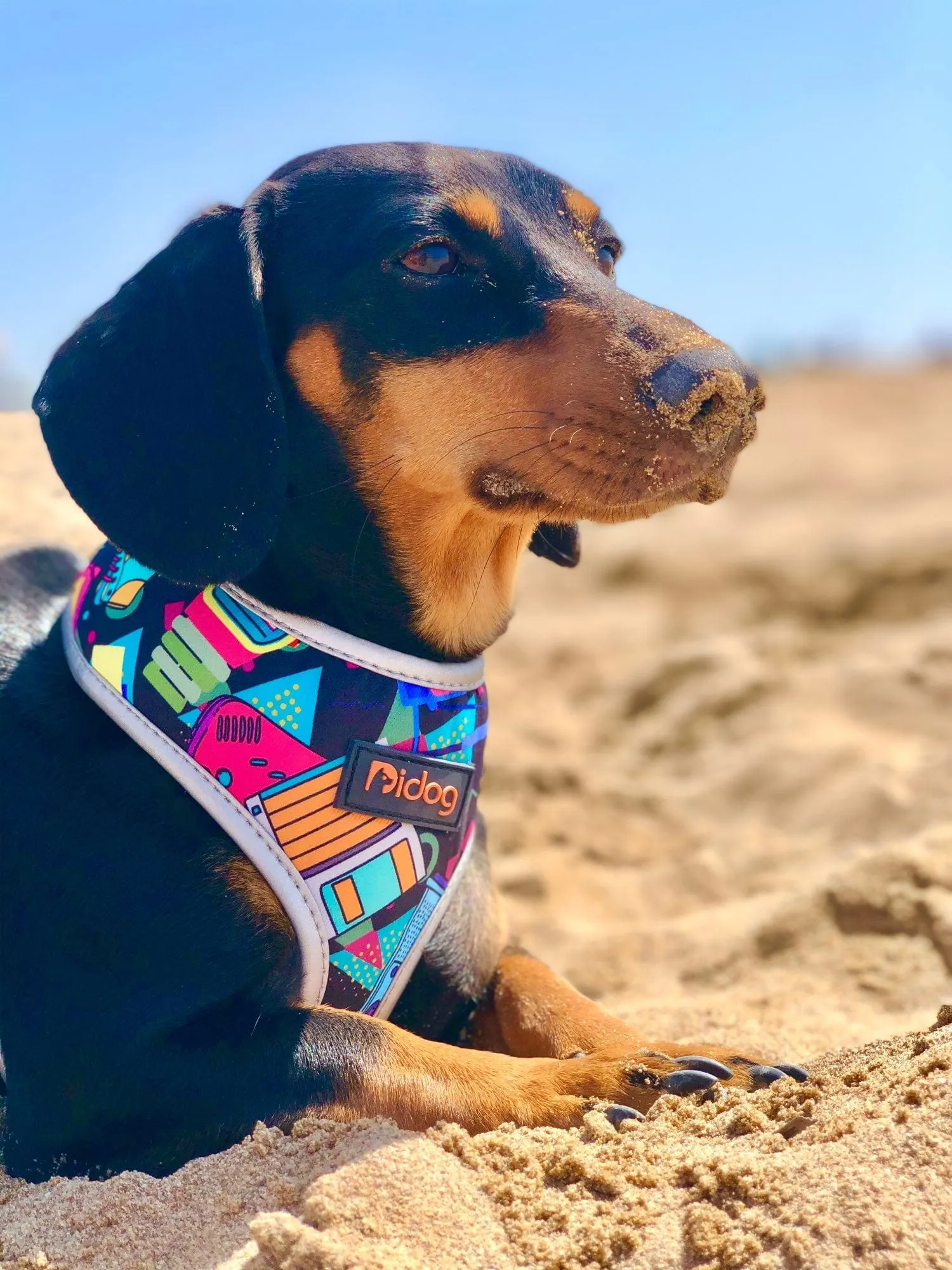 Colorful Dachshund Harness