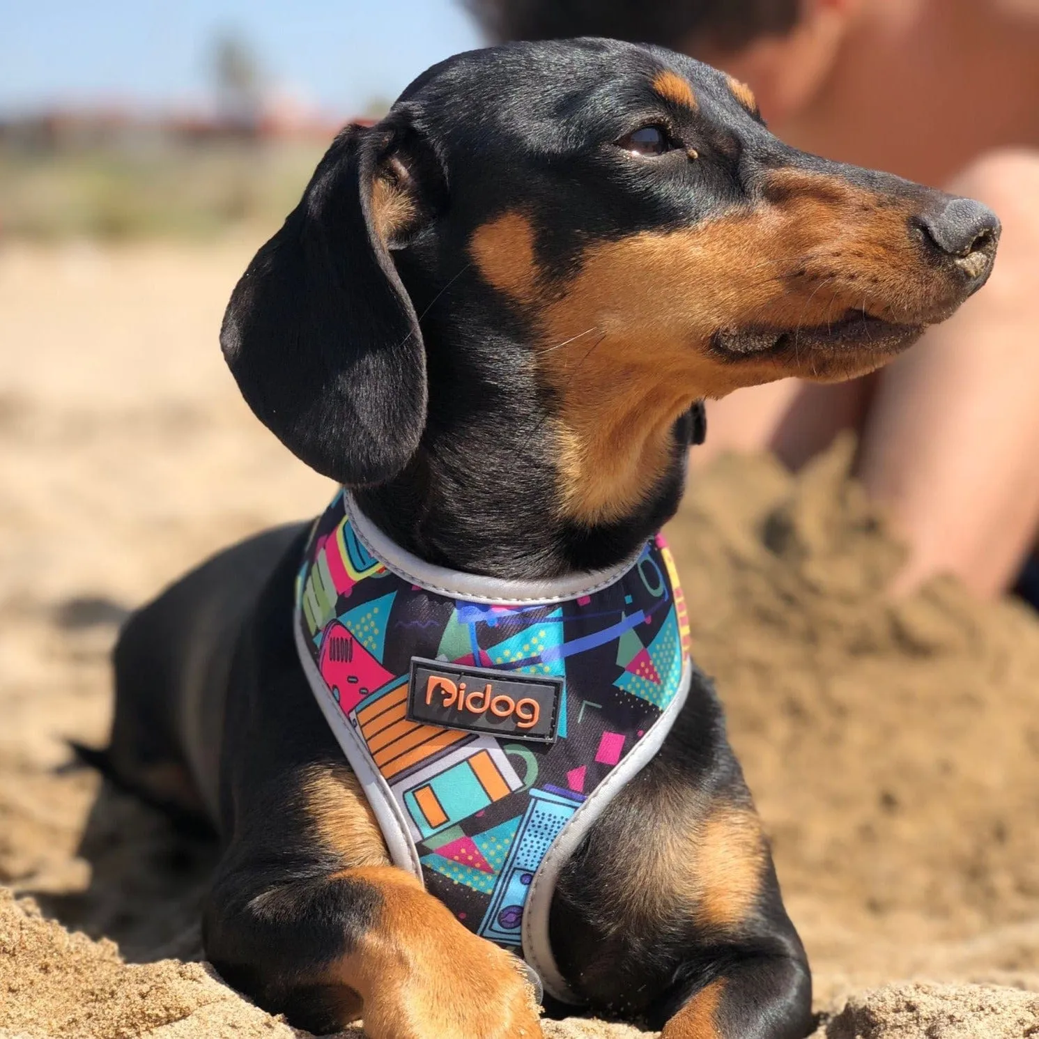 Colorful Dachshund Harness