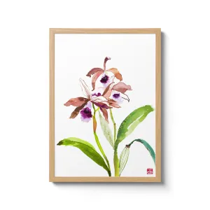Laelia Tenebrosa Orchid