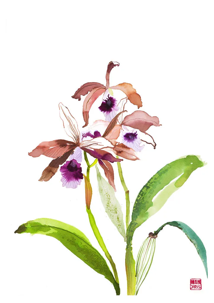 Laelia Tenebrosa Orchid
